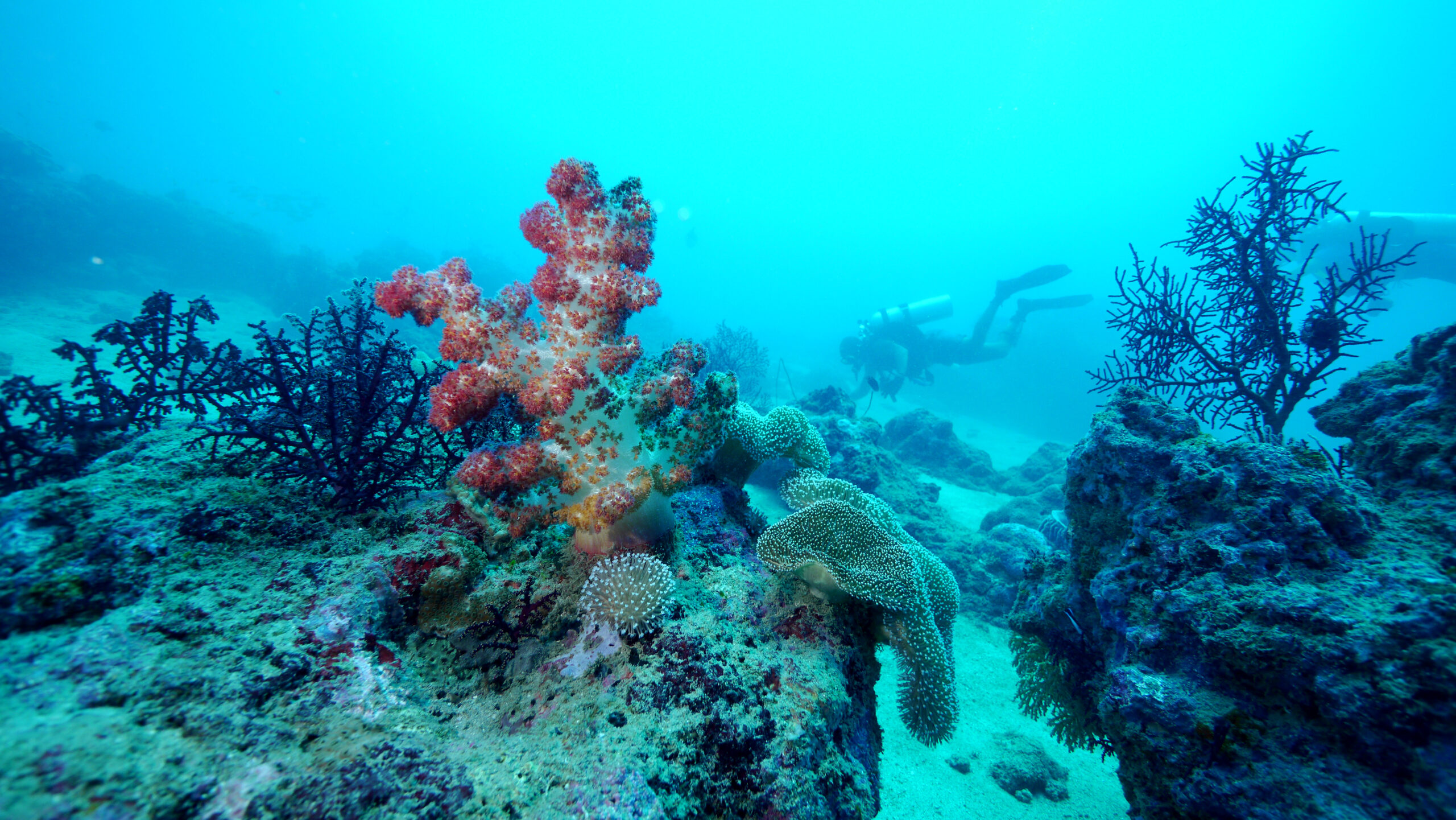 Scuba Diving in Havelock - Blue Corals Dive