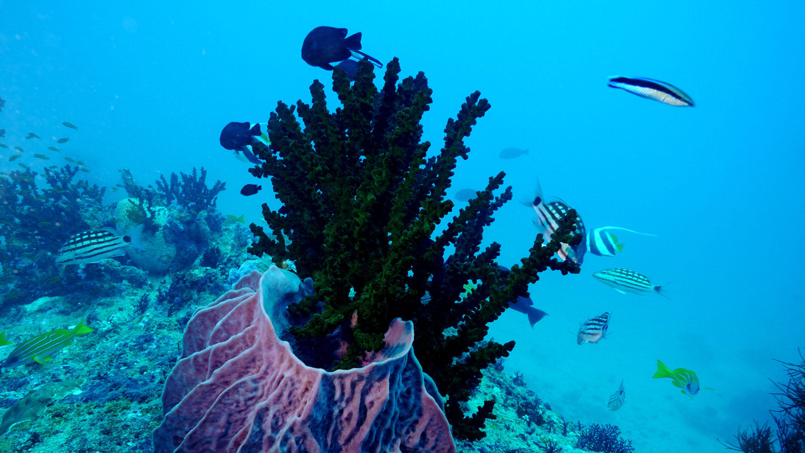 Scuba Diving in Havelock - Blue Corals Dive