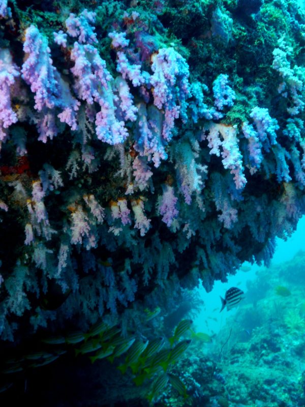 Havelock Dive Site